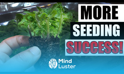 9 Tips For Successful Seed Starting