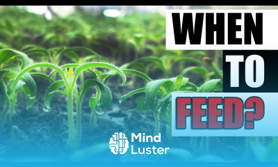 When To Feed Seedlings Garden Quickie Episode 126