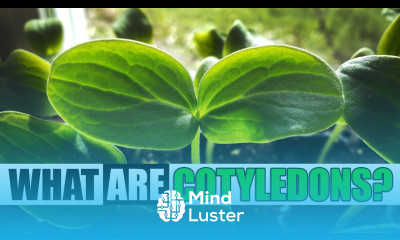 What Are Cotyledons Garden Quickie Episode 127