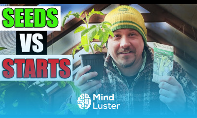 Direct Seeding vs Starter Plants Which Is Better