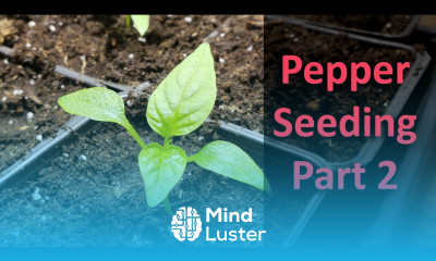 Starting Pepper Seeds Indoors Part 2 of 3