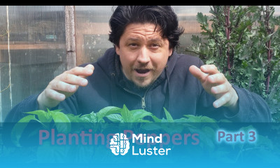 Growing And Planting Pepper Plants Part 3