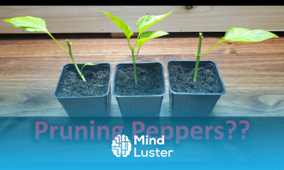 How To Prune Pepper Plants Part 1