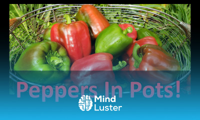 Growing Peppers In Containers Or Pots