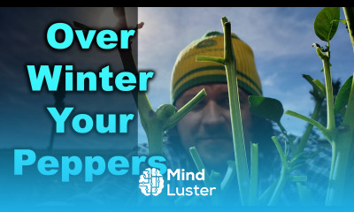 How To Overwinter Pepper Plants