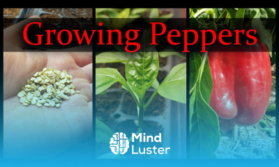 Growing Peppers Part 1 of 3 The Definitive Guide