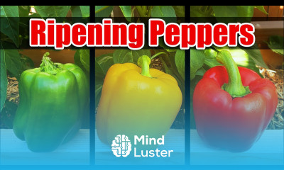 3 Ways To Ripen Peppers Faster Garden Quickie Episode 15