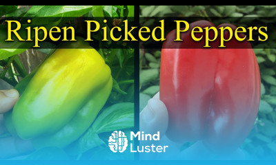 How To Ripen Already Picked Peppers Garden Quickie Episode 17