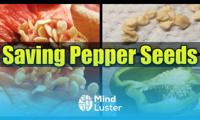 How To Save Pepper Seeds Garden Quickie Episode 18