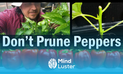 Don t Prune Your Peppers