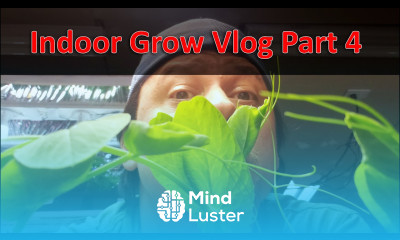 Indoor Grow Vlog Part 4 Time To Trellis
