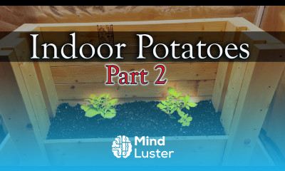 How To Grow Potatoes Indoors Part 2 of 3