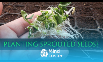 Planting Sprouted Seeds Garden Quickie Episode 44