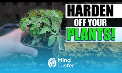 Hardening Off Your Young Indoor Started Plants