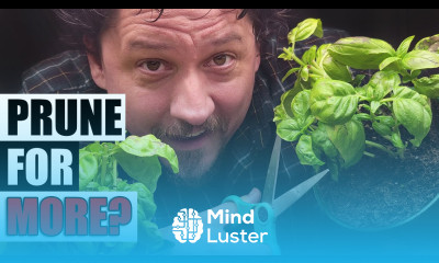 Harvest Unlimited Basil Garden Quickie Episode 116