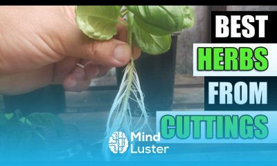 Top 5 Herbs To Grow From Cuttings Garden Quickie Episode 118