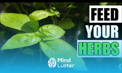 Fertilizing Indoor Herbs Garden Quickie Episode 119