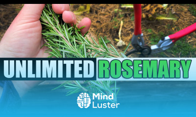 How To Root And Grow Rosemary From Cuttings