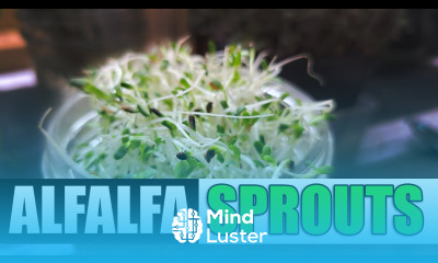 How To Grow Alfalfa Sprouts The Definitive Guide