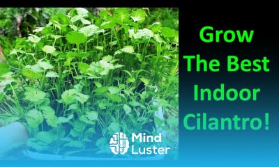 How To Grow Cilantro Indoors