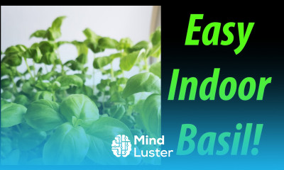How To Grow Indoor Basil Tips and Tricks For 2020