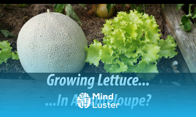 Growing Lettuce In A Canteloupe 2019