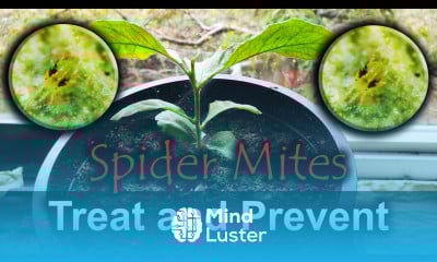 Spider Mites 4 Ways To Naturally Get Rid Of Them