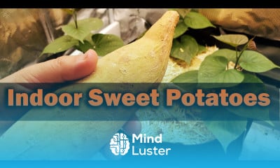 How To Grow Sweet Potatoes Indoors