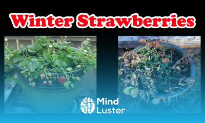 Winterize Your Strawberries