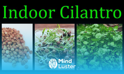 How To Grow Cilantro Coriander Indoors The Definitive Guide