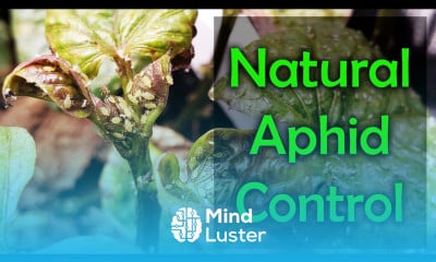How To Get Rid Of Indoor Aphids 4 Natural Ways
