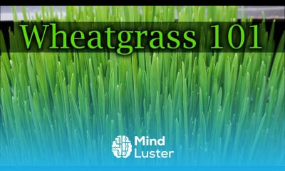 How To Grow Wheatgrass A Complete Guide