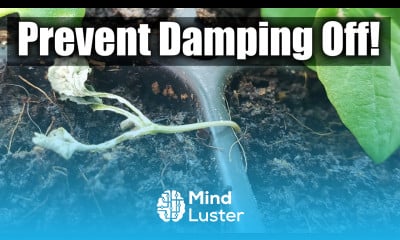 Damping Off In Seedlings 8 Ways You Can Prevent It