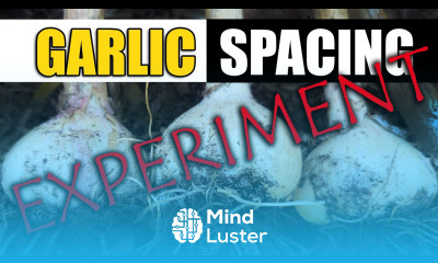Garlic Spacing Experiment
