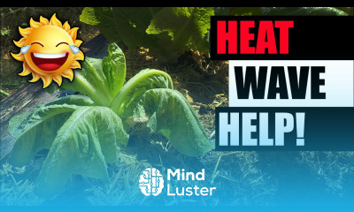 Heat Waves 8 Ways To Protect Your Plants