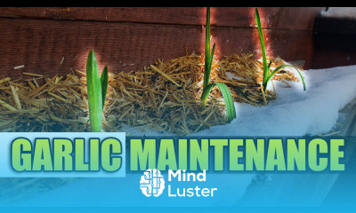 Spring Garlic Maintenance Tips