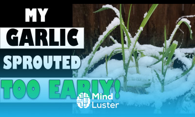 Oh No My Garlic Sprouted Garden Quickie Episode 29