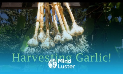 Harvesting Garlic Beginner s Guide