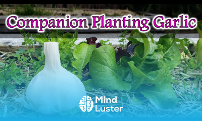 Companion Planting Garlic