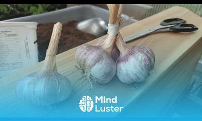 Grow The Best Garlic But Harvest It Properly and Preserve It Right
