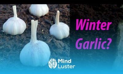 Growing Garlic Indoors In The Winter Planting Late And Warm Climates