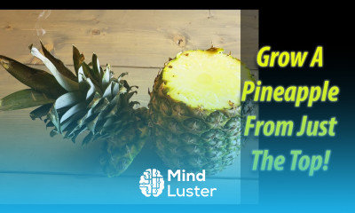 How To Grow A Pineapple From Just A Pineapple Top 2019