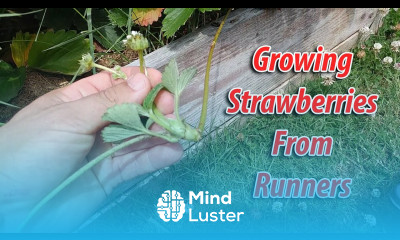 How To Grow Strawberries From Runners Tips and Tricks 2019