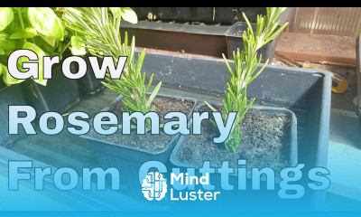How To Grow Rosemary From Cuttings Two Ways BOTH Easy
