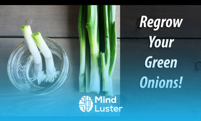 Regrow Green Onions From Green Onions In Water 2019