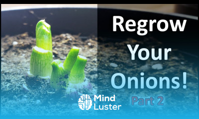 Regrow Onions From Another Onion Need Proof Vlog Part 2 of 5