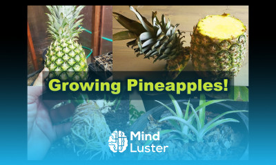 Growing Pineapples From Pineapples
