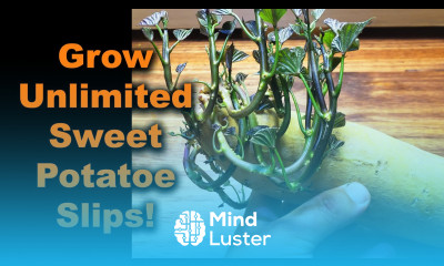 How To Grow Sweet Potatoes Growing Slips Part 1 of 3