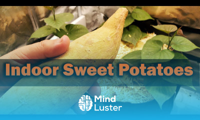 How To Grow Sweet Potatoes Indoors