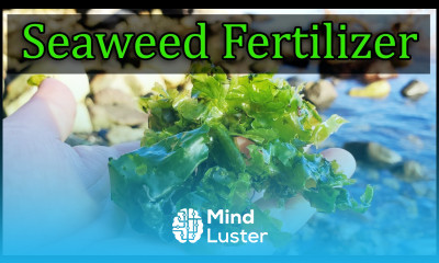 Seaweed Fertilizer 4 Easy Ways To Amend Your Garden With Seaweed
